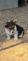 Lil Black, a female Pembroke Welsh Corgi for sale in Pomona, MO – 1 of 2