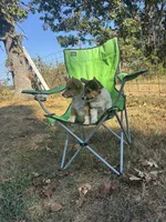 #1, a female Pembroke Welsh Corgi for sale in Pomona, MO – 2 of 7