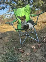 #1, a female Pembroke Welsh Corgi for sale in Pomona, MO – 5 of 7