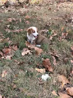 Puppy  #1 , a male Pembroke Welsh Corgi for sale in Pomona, MO – 3 of 3