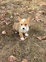 Puppy#3, a male Pembroke Welsh Corgi for sale in Pomona, MO – 3 of 4