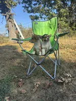 #1, a female Pembroke Welsh Corgi for sale in Pomona, MO – 3 of 7