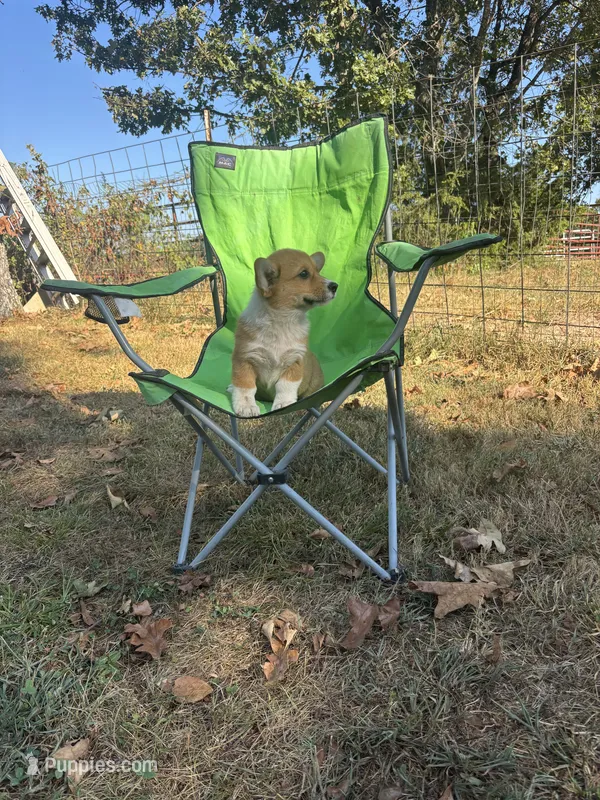 #1 – Pembroke Welsh Corgi puppy for sale in Pomona, MO