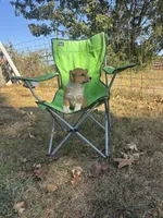 #1, a female Pembroke Welsh Corgi for sale in Pomona, MO – 1 of 7