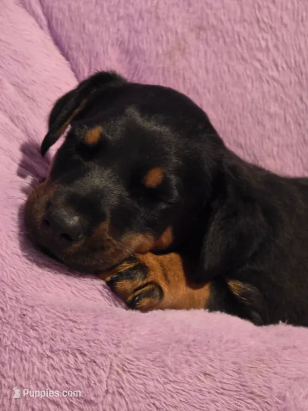 Belle – Doberman Pinscher puppy for sale in Von Ormy, TX