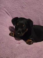 Belle, a female Doberman Pinscher for sale in Von Ormy, TX – Photo 7 of 10