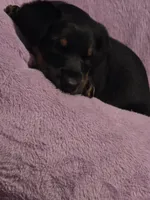 Belle, a female Doberman Pinscher for sale in Von Ormy, TX – Photo 9 of 10