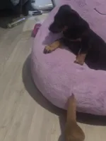 Belle, a female Doberman Pinscher for sale in Von Ormy, TX – Photo 4 of 10