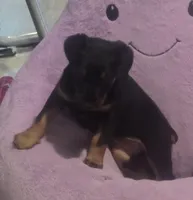 Belle, a female Doberman Pinscher for sale in Von Ormy, TX – Photo 2 of 10