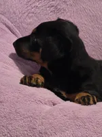 Belle, a female Doberman Pinscher for sale in Von Ormy, TX – Photo 5 of 10