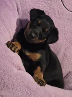 Belle, a female Doberman Pinscher for sale in Von Ormy, TX – Photo 6 of 10