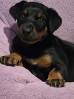 Belle, a female Doberman Pinscher for sale in Von Ormy, TX – Photo 3 of 10