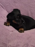 Belle, a female Doberman Pinscher for sale in Von Ormy, TX – Photo 8 of 10