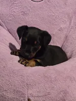 Belle, a female Doberman Pinscher for sale in Von Ormy, TX – Photo 10 of 10