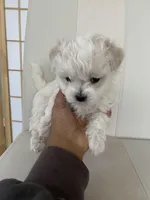 Luna, a female Bichon Frise and Maltipoo for sale in Crown Point, IN – Photo 3 of 8