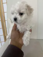 Luna, a female Bichon Frise and Maltipoo for sale in Crown Point, IN – Photo 5 of 8