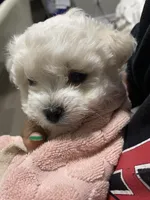 Luna, a female Bichon Frise and Maltipoo for sale in Chicago, IL – Photo 8 of 8