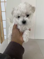 Luna, a female Bichon Frise and Maltipoo for sale in Crown Point, IN – Photo 2 of 8