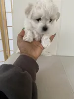 Luna, a female Bichon Frise and Maltipoo for sale in Crown Point, IN – Photo 8 of 8