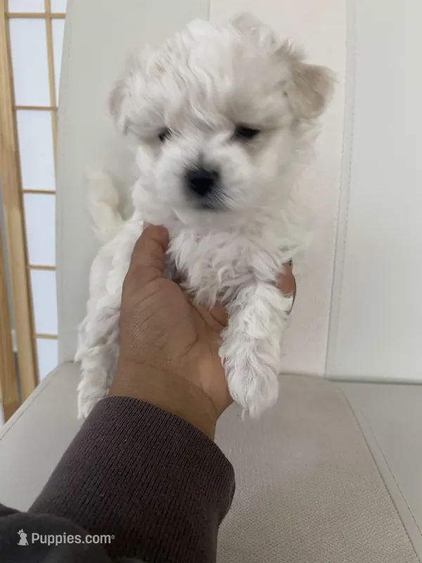 Luna – Bichon Frise, Maltipoo puppy for sale in Crown Point, IN