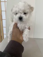 Luna, a female Bichon Frise and Maltipoo for sale in Crown Point, IN – Photo 1 of 8