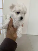 Luna, a female Bichon Frise and Maltipoo for sale in Crown Point, IN – Photo 7 of 8