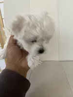 Luna, a female Bichon Frise and Maltipoo for sale in Crown Point, IN – Photo 6 of 8