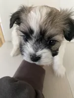Syx , a male Bichon Frise and Maltipoo for sale in Crown Point, IN – Photo 3 of 4