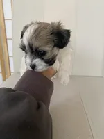 Syx , a male Bichon Frise and Maltipoo for sale in Crown Point, IN – Photo 4 of 4