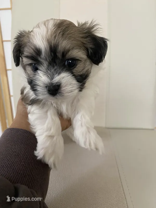 Syx , a male Bichon Frise and Maltipoo for sale in Crown Point, IN – Photo 1 of 4