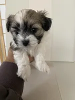 Syx , a male Bichon Frise and Maltipoo for sale in Crown Point, IN – Photo 1 of 4