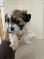 Syx , a male Bichon Frise and Maltipoo for sale in Crown Point, IN – Photo 2 of 4