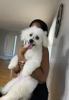 Diesel , a male Bichon Frise for sale in Naperville, IL – Photo 5 of 5