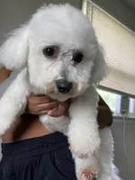 Diesel , a male Bichon Frise for sale in Naperville, IL – Photo 3 of 5
