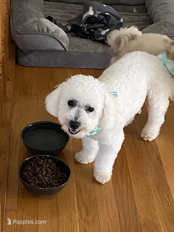Diesel , a male Bichon Frise for sale in Naperville, IL – Photo 1 of 5