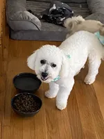 Diesel , a male Bichon Frise for sale in Naperville, IL – Photo 1 of 5