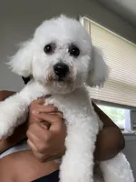 Diesel , a male Bichon Frise for sale in Naperville, IL – Photo 4 of 5