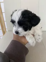 Bella, a female Bichon Frise and Maltipoo for sale in Crown Point, IN – Photo 4 of 5