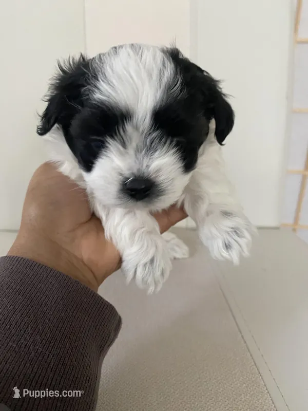 Bella – Bichon Frise, Maltipoo puppy for sale in Crown Point, IN