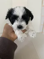 Bella, a female Bichon Frise and Maltipoo for sale in Crown Point, IN – Photo 1 of 5