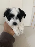 Bella, a female Bichon Frise and Maltipoo for sale in Crown Point, IN – Photo 5 of 5