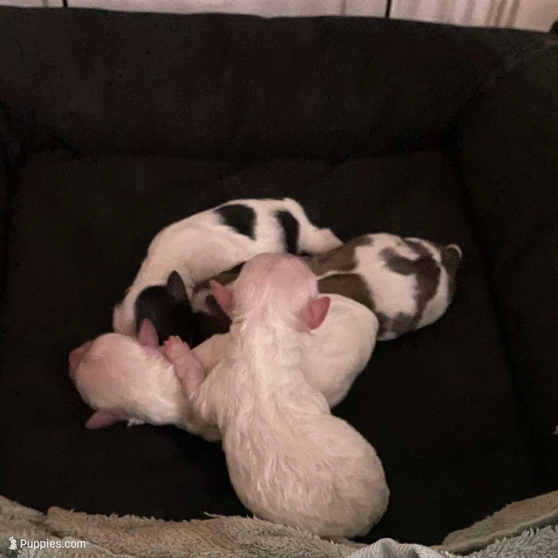 Available March 15th 2026, a male Bichon Frise and Maltipoo for sale in Crown Point, IN – Photo 2 of 2