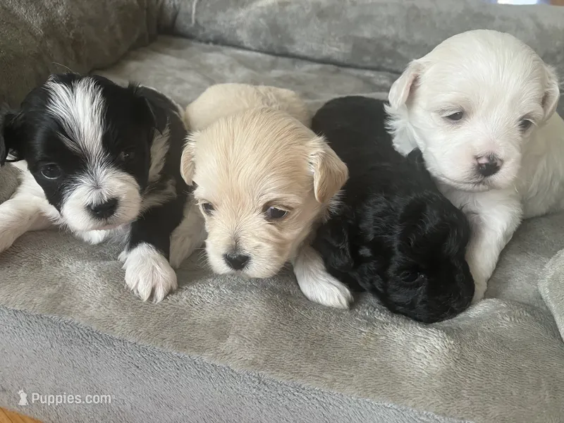 Available March 15th 2026