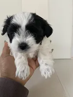 Bella, a female Bichon Frise and Maltipoo for sale in Crown Point, IN – Photo 2 of 5