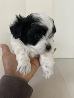 Bella, a female Bichon Frise and Maltipoo for sale in Crown Point, IN – Photo 3 of 5