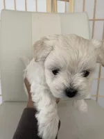 Wyatt, a male Bichon Frise and Maltipoo for sale in Crown Point, IN – Photo 7 of 8