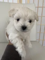 Wyatt, a male Bichon Frise and Maltipoo for sale in Crown Point, IN – Photo 4 of 8