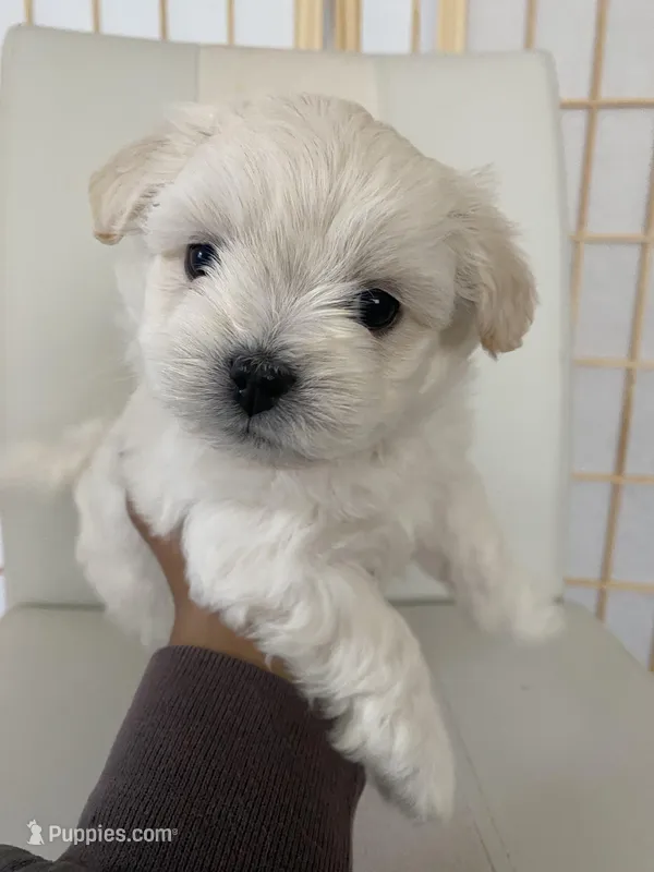 Wyatt – Bichon Frise, Maltipoo puppy for sale in Crown Point, IN