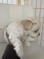 Wyatt, a male Bichon Frise and Maltipoo for sale in Crown Point, IN – Photo 6 of 8