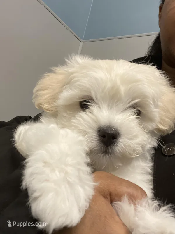 Wyatt – Bichon Frise, Maltipoo puppy for sale in Naperville, IL